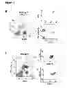 Fig. 24 - Methods for organ regeneration
