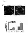 Fig. 25 - Methods for organ regeneration