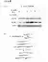 Fig. 26 - Methods for organ regeneration