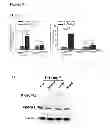 Fig. 31 - Methods for organ regeneration