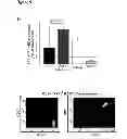 Fig. 33 - Methods for organ regeneration