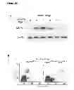Fig. 34 - Methods for organ regeneration