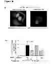 Fig. 37 - Methods for organ regeneration