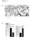 Fig. 40 - Methods for organ regeneration