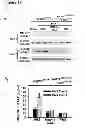 Fig. 41 - Methods for organ regeneration