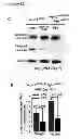 Fig. 42 - Methods for organ regeneration
