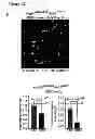 Fig. 43 - Methods for organ regeneration