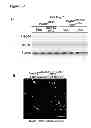 Fig. 44 - Methods for organ regeneration