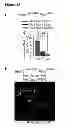 Fig. 49 - Methods for organ regeneration