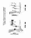 Fig. 07 - NOTUM PROTEIN MODULATORS AND METHODS OF USE