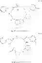 Fig. 16 - CYCLIC TETRAPEPTIDES AND THERAPEUTIC APPLICATIONS THEREOF