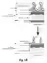 Fig. 02 - Tissue scaffolds derived from forestomach extracellular matrix