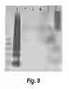 Fig. 08 - Tissue scaffolds derived from forestomach extracellular matrix