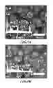 Fig. 09 - ENVIRONMENTALLY-RESPONSIVE NANOCOMPOSITES AND METHODS OF THEIR USE