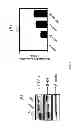 Fig. 08 - Methods and compositions for the treatment of cancer