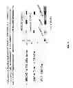 Fig. 40 - Methods and compositions for the treatment of cancer