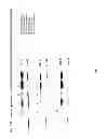 Fig. 41 - Methods and compositions for the treatment of cancer