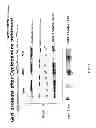 Fig. 43 - Methods and compositions for the treatment of cancer