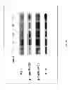Fig. 50 - Methods and compositions for the treatment of cancer