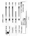 Fig. 85 - Methods and compositions for the treatment of cancer