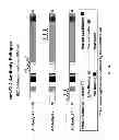 Fig. 87 - Methods and compositions for the treatment of cancer