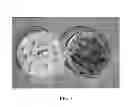 Fig. 02 - Compositions of volatile organic compounds and methods of use thereof