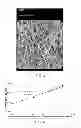 Fig. 03 - Honeycomb structure comprising a cement skin composition with crystalline inorganic fibrous material