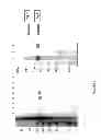 Fig. 06 - PEPTIDE LIGANDS