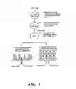 Fig. 02 - Detection of nucleic acid sequence differences using coupled ligase detection and polymerase chain reactions