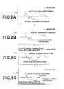 Fig. 06 - IMMUNOCHROMATOGRAPHIC ASSAY METHOD AND APPARATUS