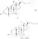 Fig. 22 - 7 α-hydroxysteroid dehydrogenase knockout mutants and use therefor