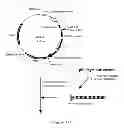 Fig. 02 - METHOD FOR PRODUCING GLYCOPROTEIN HAVING MANNOSE RESIDUE AS NON-REDUCING END OF SUGAR CHAIN