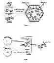 Fig. 02 - RNA-Directed Packaging of Enzymes Within Protein Particles