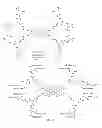 Fig. 08 - Phosphorescent meso-unsubstituted metallo-tetrabenzoporphyrin probe molecules for measuring oxygen and imaging methods