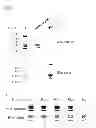 Fig. 09 - REAGENTS AND METHODS FOR DETECTING PROTEIN CROTONYLATION