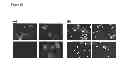 Fig. 09 - METHOD FOR ISOLATING SMALL MOLECULES WITH IMPORTANT BIOLOGICAL ACTIVITY USING YEAST