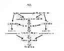 Fig. 02 - METHOD AND COMPOSITION FOR TREATING ALZHEIMER'S DISEASE AND DEMENTIAS OF VASCULAR ORIGIN