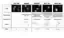 Fig. 01 - Proteasome inhibitors and uses thereof