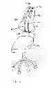 Fig. 19 - Adjustable Postural Support Device