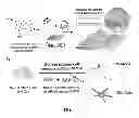 Fig. 02 - Nanotopography-mediated reverse uptake platform for nucleic acid delivery and applications thereof