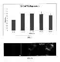 Fig. 06 - Nanotopography-mediated reverse uptake platform for nucleic acid delivery and applications thereof
