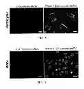 Fig. 08 - Nanotopography-mediated reverse uptake platform for nucleic acid delivery and applications thereof