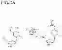 Fig. 08 - BUILDING BLOCKS AND METHODS FOR THE SYNTHESIS OF 5-HYDROXYMETHYLCYTOSINE-CONTAINING NUCLEIC ACIDS