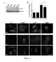 Fig. 03 - LMCD1 CANCER MARKERS AND METHODS FOR THEIR USE