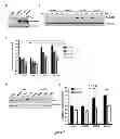Fig. 06 - LMCD1 CANCER MARKERS AND METHODS FOR THEIR USE