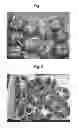 Fig. 02 - Fruit formation in the absence of fertilisation