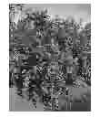 Fig. 01 - Blueberry plant named 'CLOCKWORK'