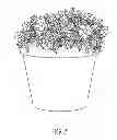 Fig. 08 - METHOD OF INCREASING PLANT BRANCHING