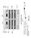 Fig. 167 - Semiconductor device and structure