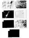 Fig. 01 - Compositions and methods for regulating angiogenesis